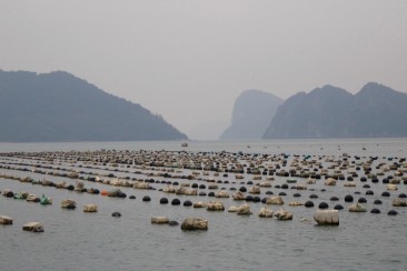 La Baie de Bai Tu Long - Parc à huitres